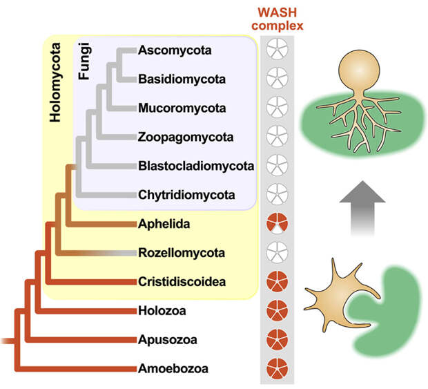 Исчезновение пятикомпонентного комплекса WASH, отвечающего за фагоцитоз у опистоконтов