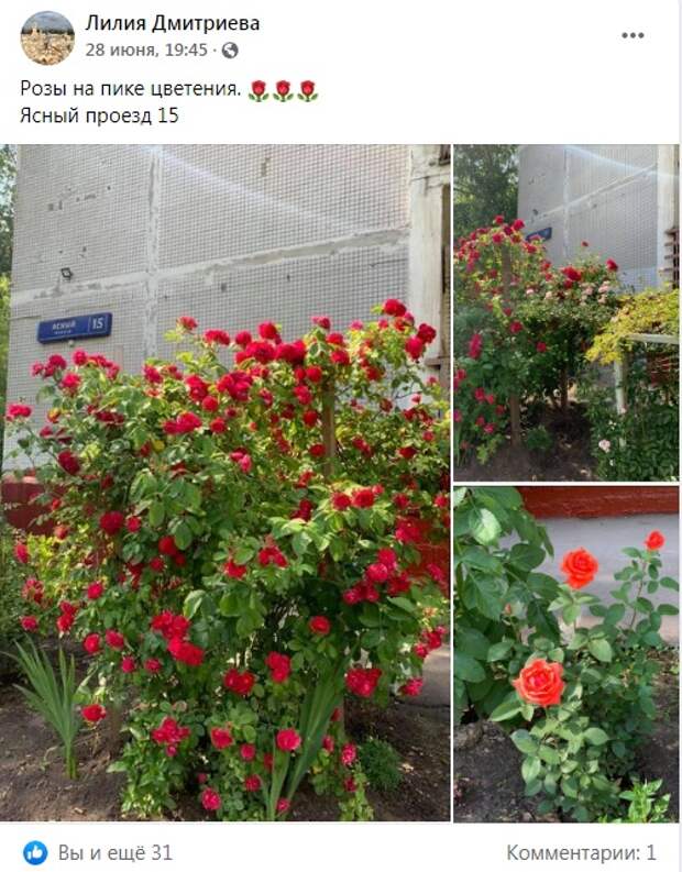 Фото дня: в Ясном проезде расцвели розы