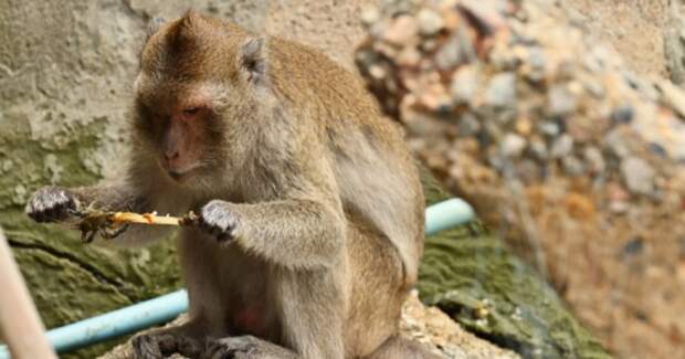 Осы вытесняют муравьёв из стеблей деревьев — растения теряют защиту на плантациях пальмы