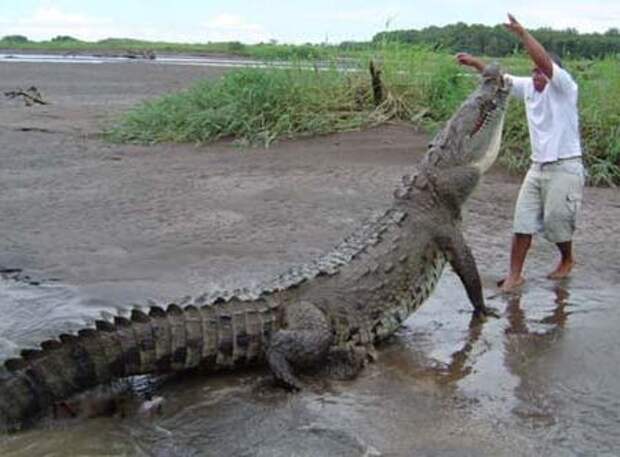 Самые большие крокодилы в мире