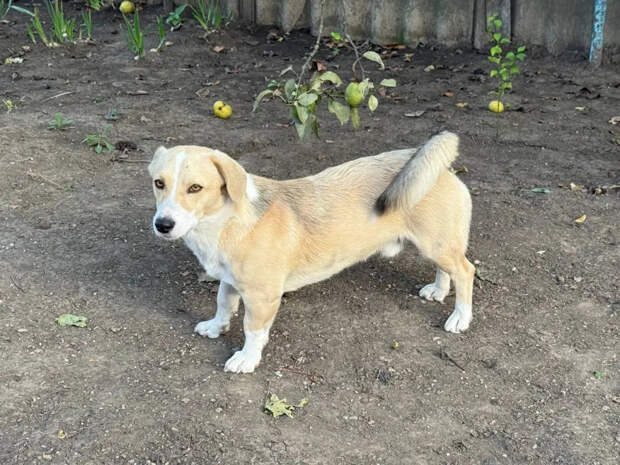 Вы даже не догадываетесь: 6 сигналов, что ваш пес счастлив, а вы их игнорируете