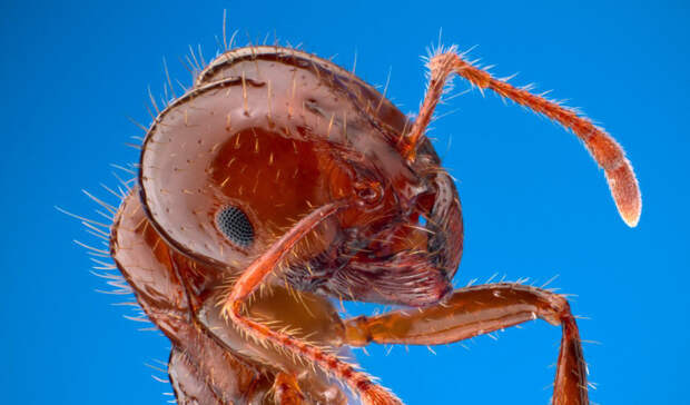 Красный огненный муравей Ареал обитания: Южная Америка Уровень боли: 1 Будто идешь по мягкому ковровому покрытию, не ожидая никакого подвоха, и внезапно наступаешь на кубик конструктора. Неприятно, но вполне терпимо.
