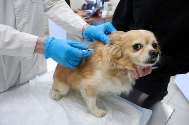 На Верхней Масловке пройдет вакцинация домашних животных против бешенства