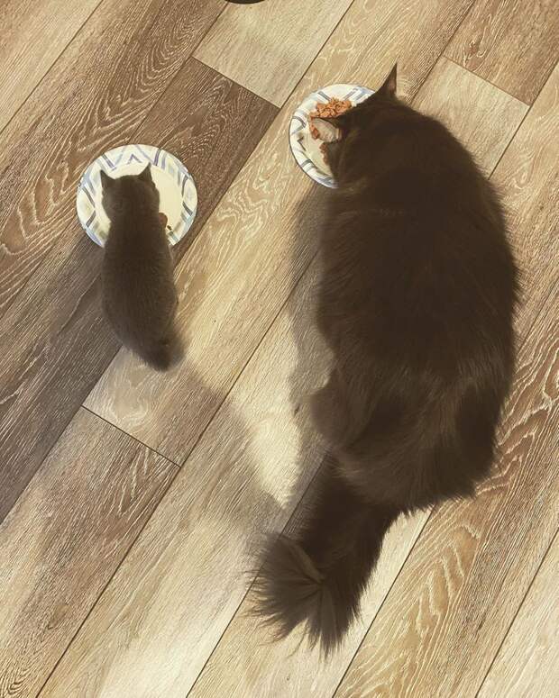 Без кота и жизнь не та