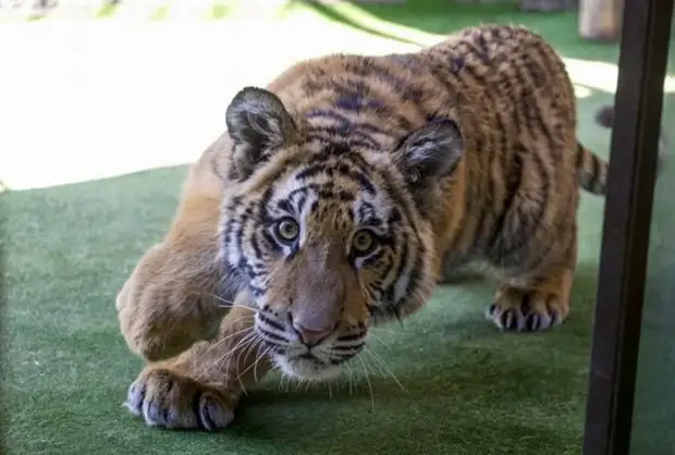 Большие домашние кошки