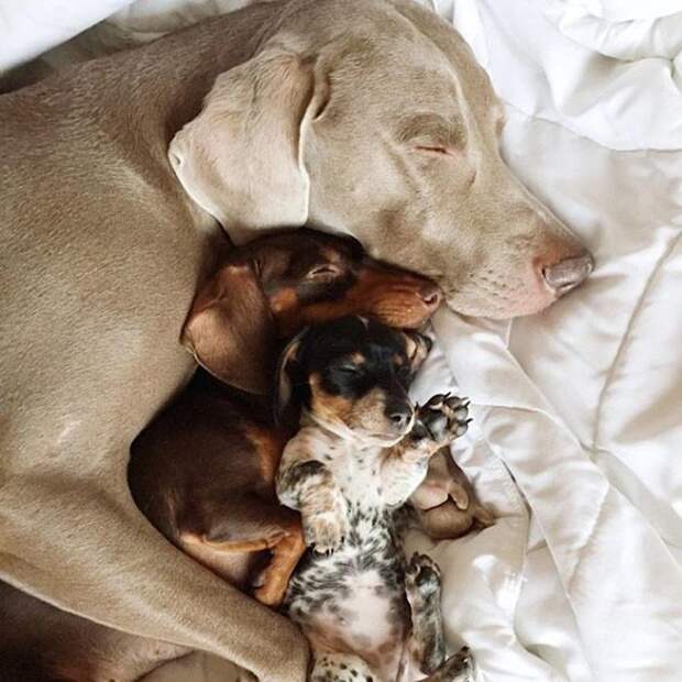 Две собаки приняли нового щенка как родного, доказывая, что среди животных существует дружба  (14 фото)