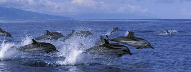 Дельфин: описание. Как дельфин защищается от врагов?