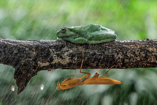 frog-photography-tantoyensen-31-5836fbac2d4bc__880