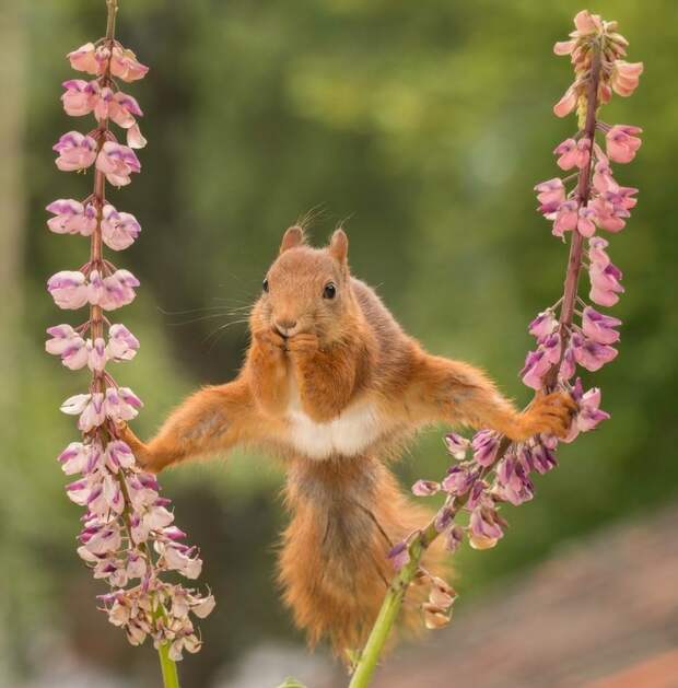 Блог - Объявлены победители самого веселого фотоконкурса Comedy Wildlife Photography Awards Объявлены победители самого веселого фотоконкурса Comedy Wildlife Photography Awards