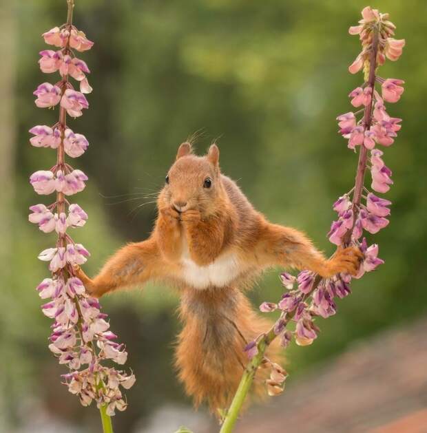 Объявлены победители самого веселого фотоконкурса Comedy Wildlife Photography Awards