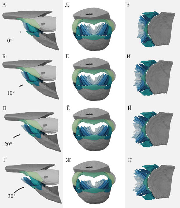 Рис. 4. Реконструкция Rhinopteraspis dunensis со ртом, раскрытым на 30°