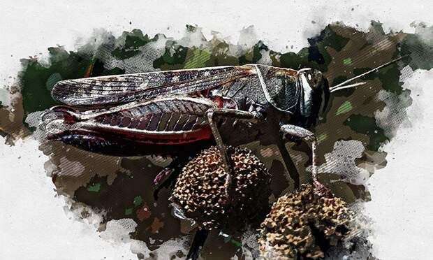 Эксперты не исключили миграцию прожорливой саранчи в Орловскую область