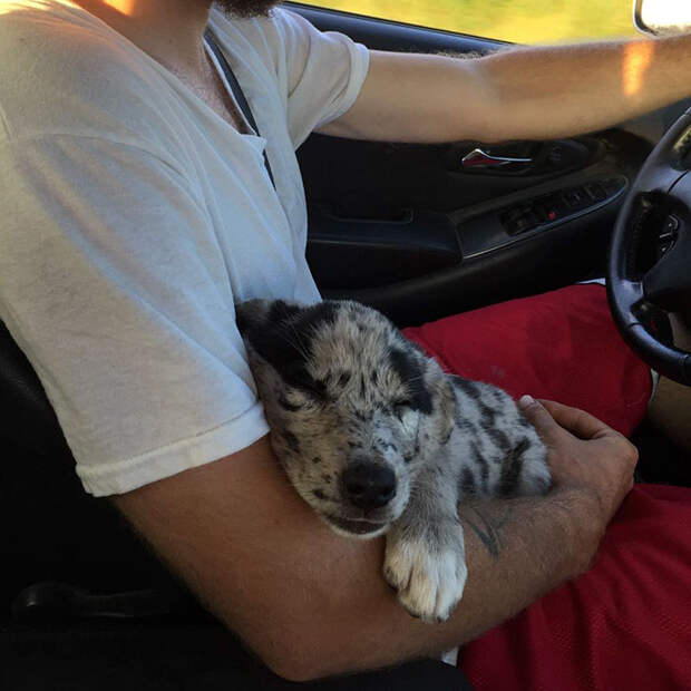 adopted-dogs-first-day-home-20-5795f65c50efb__700