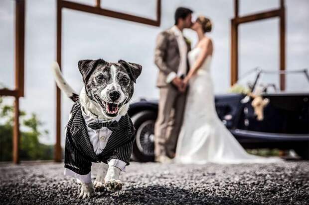 12 свадебных фотографий, которые испортила какая-то скотина
