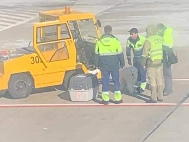 В аэропорту Сочи раздавили клетку с собакой