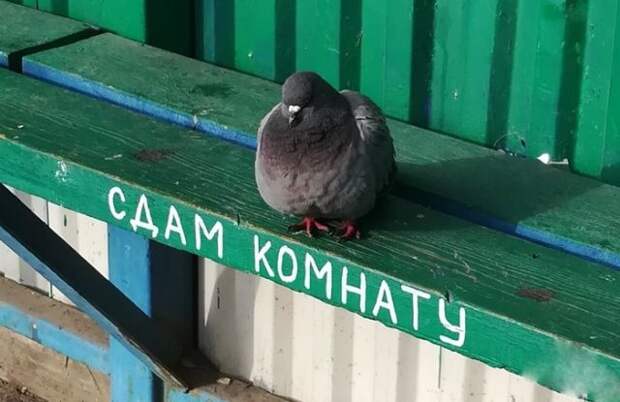 Подборка картинок. Дневной выпуск (26 фото)