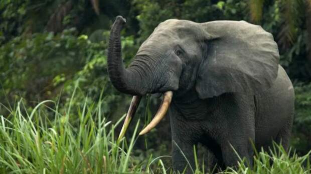 Африканские лесные слоны вносят свой многомиллионный вклад в снижение уровня CO2