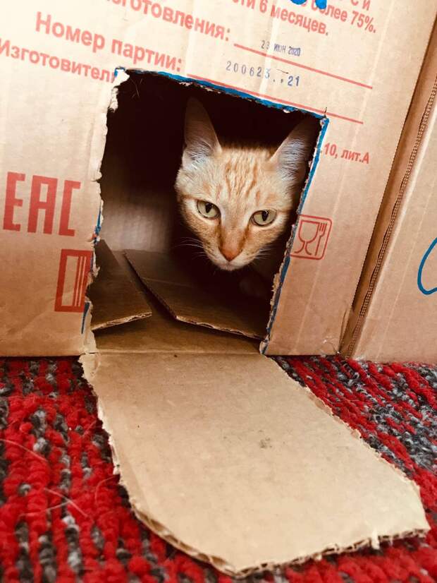 Помощь котёнку рыжий котенок
