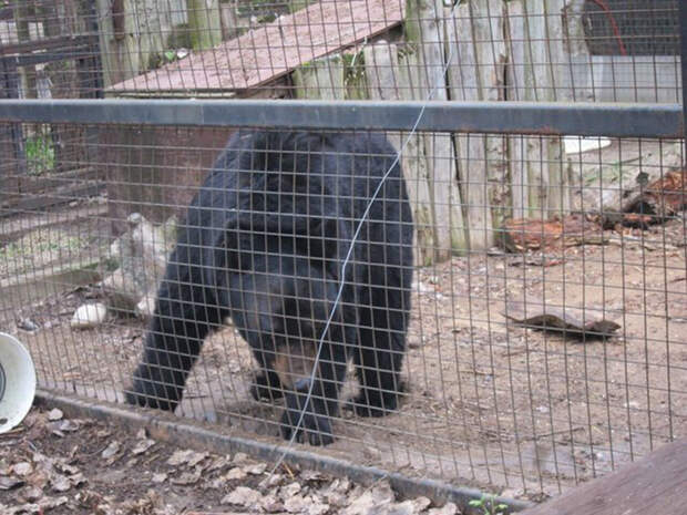 Медведь Бен живет в маленькой клетке 7х7 метров.