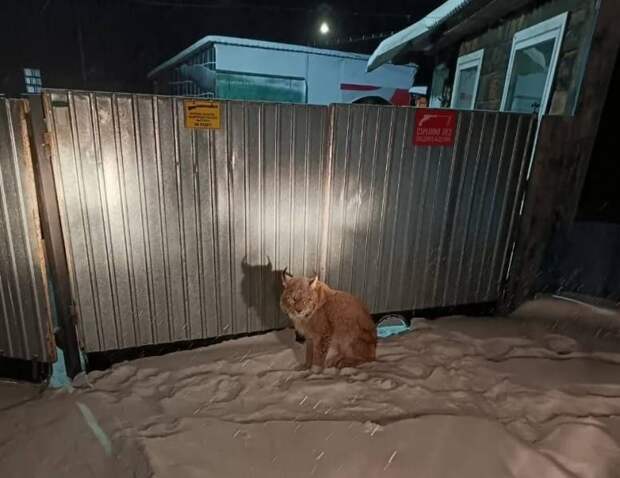 Грустная рысь едва не съела собаку и ребенка в Приморье