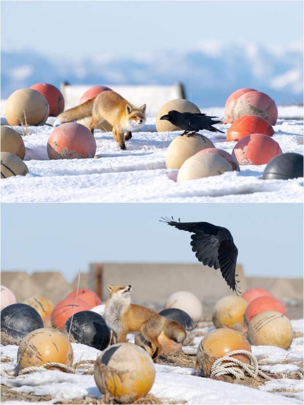 kartinok-interesnyh-prikolnyh-kartinki-smeshnye-kartinki-fotoprikoly