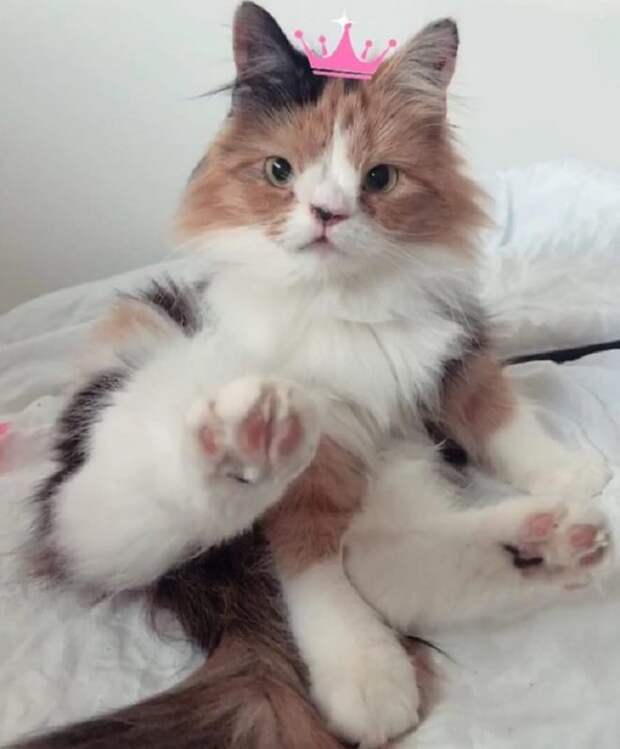 Кошка на кровати Кошка сидит