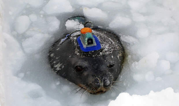 Тюлень-исследователь