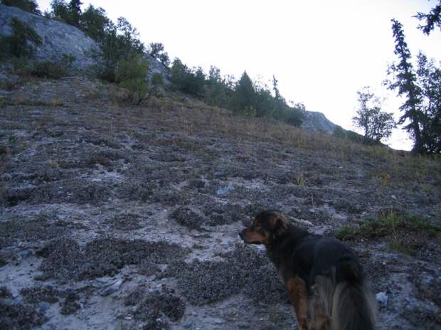 Трогающая до слез история спасения хозяина собакой, ценой собственной жизни пес спас хозяина ценой жизни, Мейсон спас хозйяку от волка, собака защитила хозяина от волка