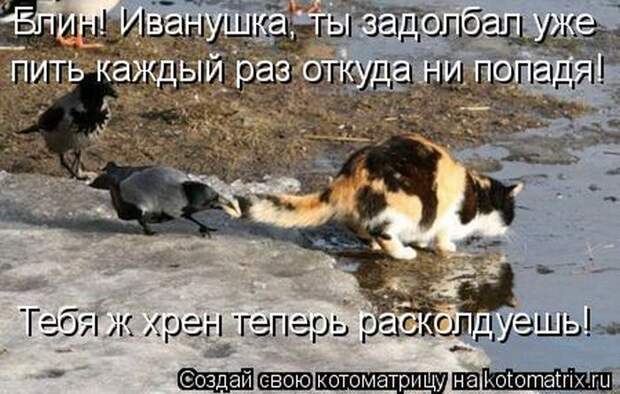 Лучшие котоматрицы недели (50 фото)