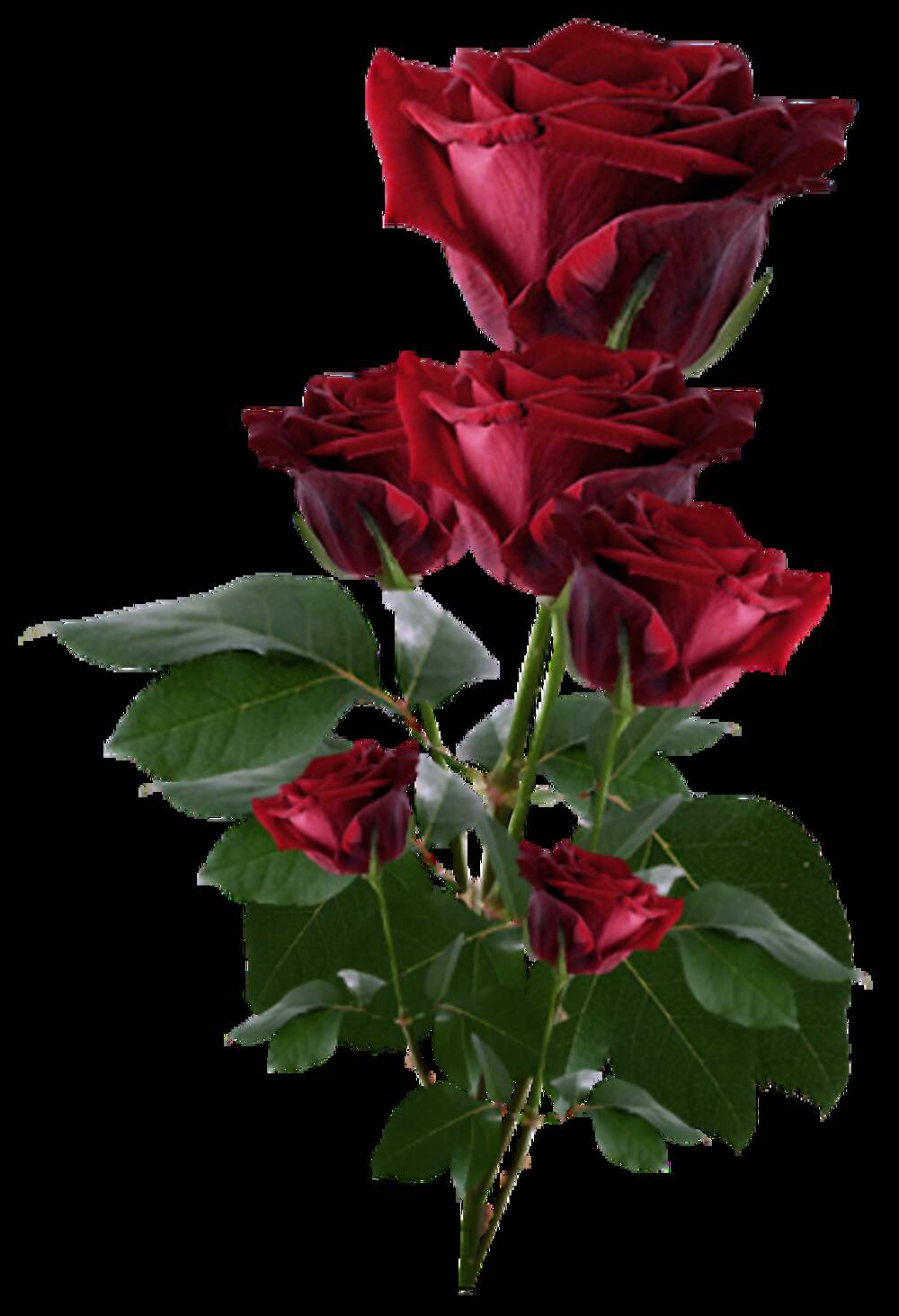 красивые розы фото хорошего качества мерцающие