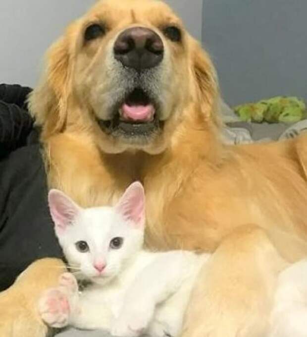 Котенок и собака лежат