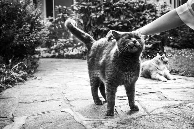 Счастливые кошки в фотографиях Marianna Zampieri