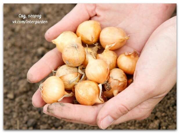 Секрет о луке