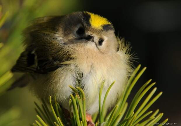 Самая маленькая птица Евразии - желтоголовый королек желтоголовый королек, животные, интересно знать, факты