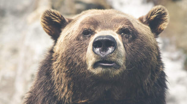 Туристам рассказали, как выжить при встрече с медведем