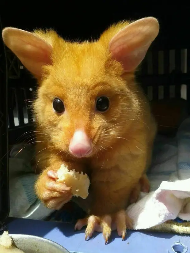 13 фото поссумов и опоссумов, которые покажут, что их все же сложно перепутать