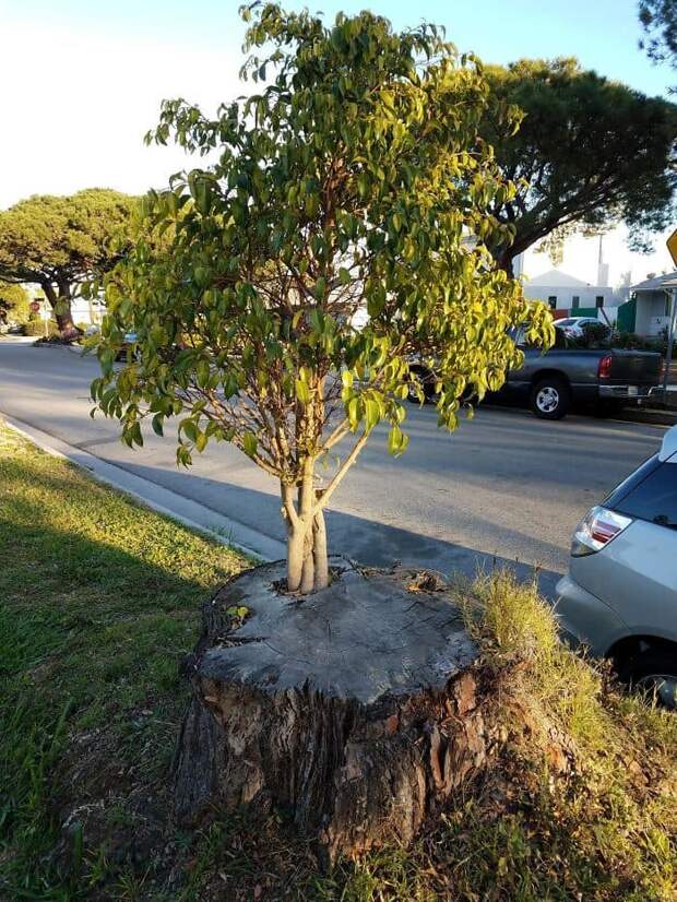 This Tree Is Growing Out Of Another Tree This Tree Is Growing Out Of Another Tree