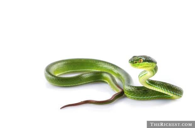 3. Сердце змеи подвижно внутри ее тела герпетофобия, змеи, офидиофобия, фобия