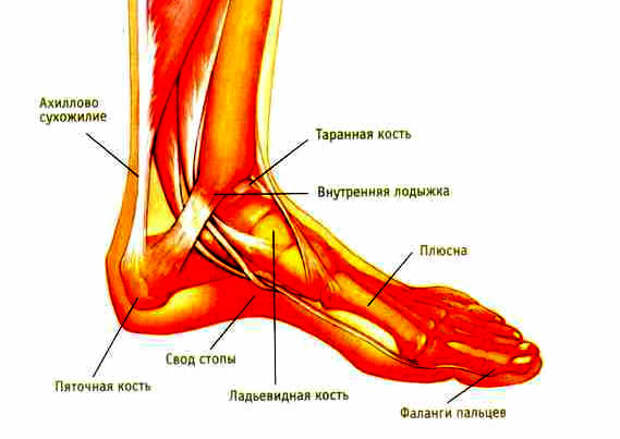 ахиллесова пята Achilles heel