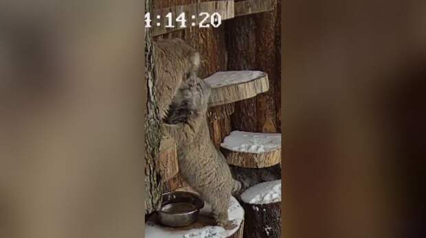 Манулам Шу и Пепе из Лензоопарка устроили первое свидание