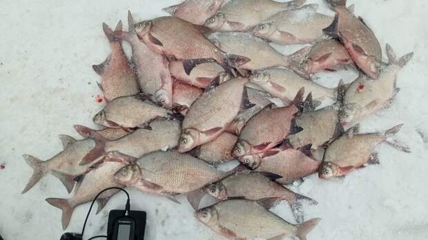 Рыболовы Алтайского края показали фотоотчеты рыбалки с начала весны