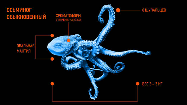 как выглядит