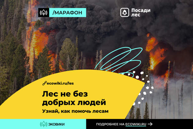 Доказать, что «Лес не без добрых людей», удастся жителям Твери на Всероссийском онлайн-марафоне