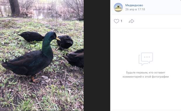 Фото дня: чёрные селезни в сквере на Олонецком проезде