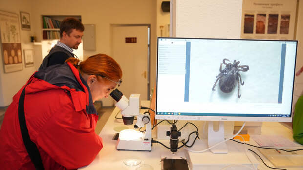 Пробуждение паразитов: в российских больницах фиксируют укусы клещей