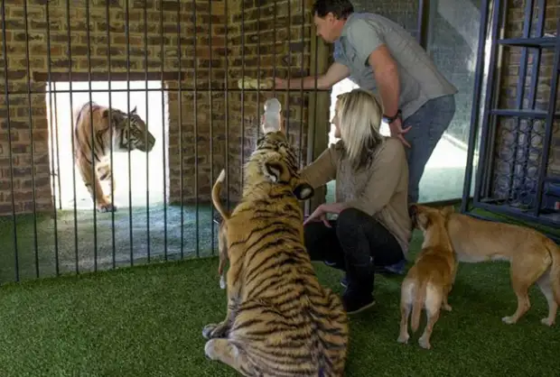 Большие домашние кошки