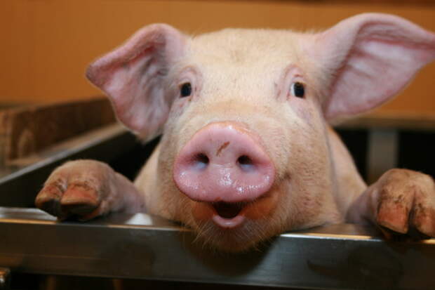 http://images.freeimages.com/images/previews/cfa/norwegian-pig-1154382.jpg