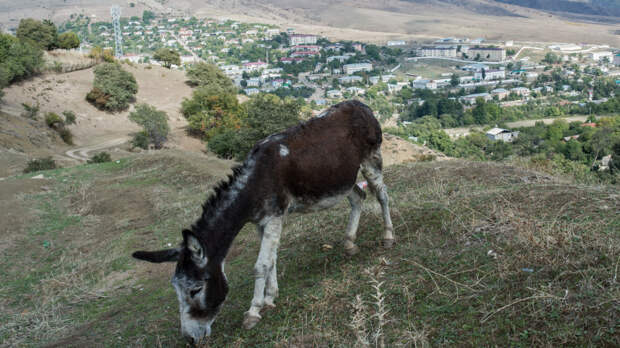 Ослик-дебошир гоняет туристов в Кармадонском ущелье