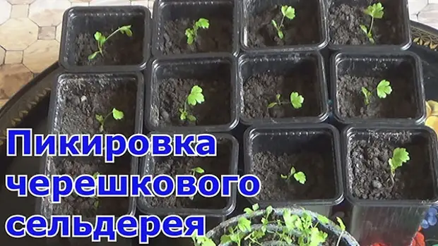 пикировка черешкового сельдерея пикировка черешкового сельдерея