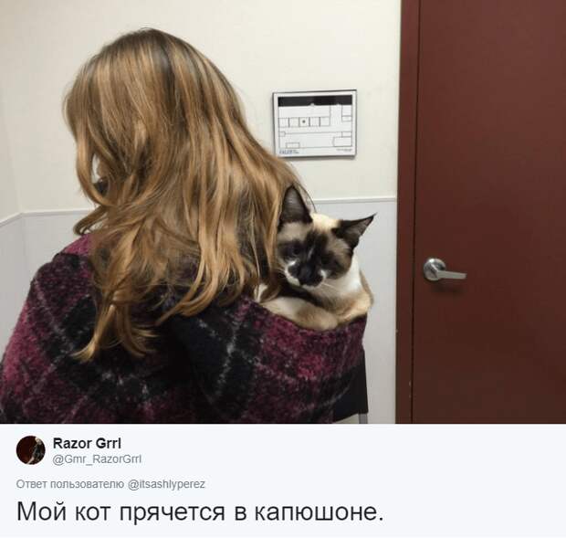 фотографии прячущихся котов кот в капюшоне хозяйки